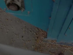 Fabrique de séchoirs à maïs présun séchoir à maïs à vendre