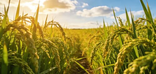 Dernières nouvelles de l'entreprise Dites au revoir au séchage du riz dépendant des conditions météorologiques: séchoir à riz à basse température, préservant la qualité dorée de chaque grain